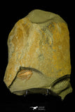 21095 - Top Rare Megistapis (Ekeraspis) cf filacovi Trilobite Lower Ordovician Fezouata Fm