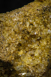 05469 - Beautiful Well Preserved Ceratodus humei Tooth From Kem Kem Basin