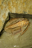 21095 - Top Rare Megistapis (Ekeraspis) cf filacovi Trilobite Lower Ordovician Fezouata Fm
