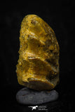 05469 - Beautiful Well Preserved Ceratodus humei Tooth From Kem Kem Basin