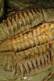21095 - Top Rare Megistapis (Ekeraspis) cf filacovi Trilobite Lower Ordovician Fezouata Fm