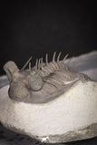 20038 - Tower Eyed 1.97 Inch Erbenochile issoumourensis Lower Devonian Trilobite