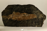 30110- Eocene 7.09 Inch Atractosteus straussi Fossil Fish - Messel Shale