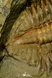 21095 - Top Rare Megistapis (Ekeraspis) cf filacovi Trilobite Lower Ordovician Fezouata Fm