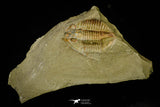 21095 - Top Rare Megistapis (Ekeraspis) cf filacovi Trilobite Lower Ordovician Fezouata Fm