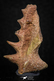 05470 - Rare 1.22 Inch Neoceratodus africanus Tooth From Kem Kem Basin
