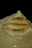 21095 - Top Rare Megistapis (Ekeraspis) cf filacovi Trilobite Lower Ordovician Fezouata Fm