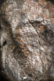 07121 - Fully Complete NWA L-H Type Unclassified Ordinary Chondrite Meteorite 5.8g