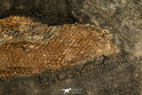 30110- Eocene 7.09 Inch Atractosteus straussi Fossil Fish - Messel Shale