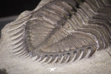 20038 - Tower Eyed 1.97 Inch Erbenochile issoumourensis Lower Devonian Trilobite