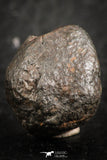 07121 - Fully Complete NWA L-H Type Unclassified Ordinary Chondrite Meteorite 5.8g