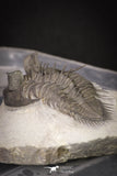 20038 - Tower Eyed 1.97 Inch Erbenochile issoumourensis Lower Devonian Trilobite