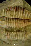 21095 - Top Rare Megistapis (Ekeraspis) cf filacovi Trilobite Lower Ordovician Fezouata Fm
