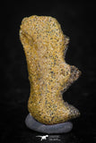 05471 - Beautiful Well Preserved Ceratodus humei Tooth From Kem Kem Basin