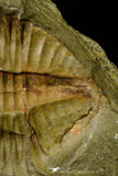 21095 - Top Rare Megistapis (Ekeraspis) cf filacovi Trilobite Lower Ordovician Fezouata Fm