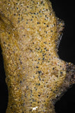 05471 - Beautiful Well Preserved Ceratodus humei Tooth From Kem Kem Basin