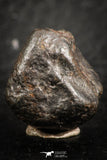 07121 - Fully Complete NWA L-H Type Unclassified Ordinary Chondrite Meteorite 5.8g