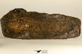 30111- Eocene 9.84 Inch Cyclurus kehreri Fossil Bowfin Fish - Messel Shale