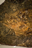 30111- Eocene 9.84 Inch Cyclurus kehreri Fossil Bowfin Fish - Messel Shale