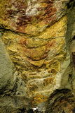 21096 - Museum Grade Soft Bodied Aglaspid (Tremaglaspis vanroyi) Lower Ordovician Fezouata Fm