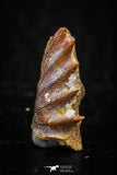 05472 - Rare 0.51 Inch Neoceratodus africanus Tooth From Kem Kem Basin