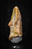 05472 - Rare 0.51 Inch Neoceratodus africanus Tooth From Kem Kem Basin