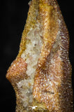 05472 - Rare 0.51 Inch Neoceratodus africanus Tooth From Kem Kem Basin