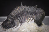 20039 - Beautiful 0.93 Inch Cyphaspides sp Middle Devonian Trilobite