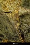 21096 - Museum Grade Soft Bodied Aglaspid (Tremaglaspis vanroyi) Lower Ordovician Fezouata Fm