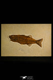 30115 - Top Quality 8.31 Inch Mioplosus labracoides Fossil Fish - Eocene Wyoming