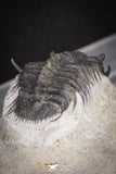 20039 - Beautiful 0.93 Inch Cyphaspides sp Middle Devonian Trilobite