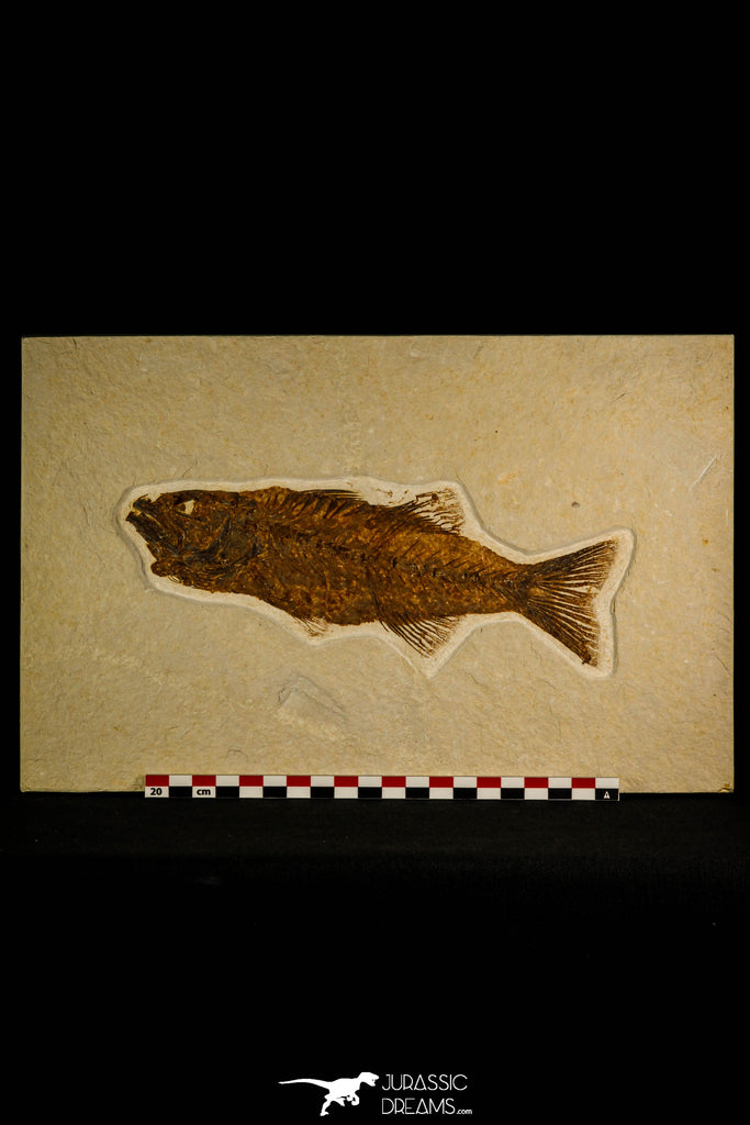 30115 - Top Quality 8.31 Inch Mioplosus labracoides Fossil Fish - Eocene Wyoming