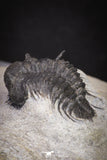 20039 - Beautiful 0.93 Inch Cyphaspides sp Middle Devonian Trilobite