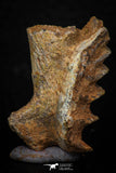 05473 - Rare 1.49 Inch Neoceratodus africanus Tooth From Kem Kem Basin