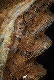 05473 - Rare 1.49 Inch Neoceratodus africanus Tooth From Kem Kem Basin