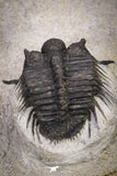 20039 - Beautiful 0.93 Inch Cyphaspides sp Middle Devonian Trilobite