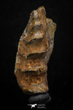 05473 - Rare 1.49 Inch Neoceratodus africanus Tooth From Kem Kem Basin