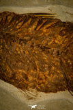 30115 - Top Quality 8.31 Inch Mioplosus labracoides Fossil Fish - Eocene Wyoming