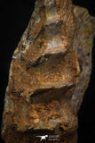 05473 - Rare 1.49 Inch Neoceratodus africanus Tooth From Kem Kem Basin