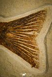 30115 - Top Quality 8.31 Inch Mioplosus labracoides Fossil Fish - Eocene Wyoming