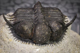 20039 - Beautiful 0.93 Inch Cyphaspides sp Middle Devonian Trilobite