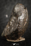 07123 - Fully Complete NWA L-H Type Unclassified Ordinary Chondrite Meteorite 7.0g
