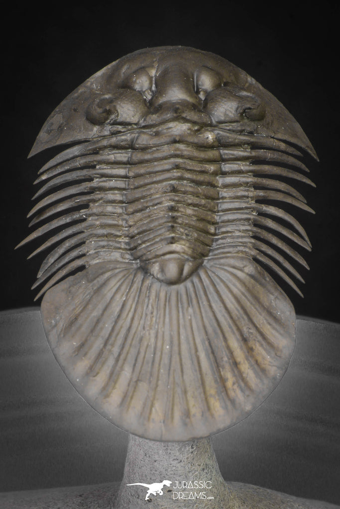 20040 - Top Quality "Flying" 1.72 Inch Platyscutellum sp Lower Devonian Trilobite