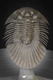 20040 - Top Quality "Flying" 1.72 Inch Platyscutellum sp Lower Devonian Trilobite