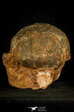 30116 - Huge and Nicely Preserved 5.27 Inch Hadrosaurus Egg in Matrix Kaoguo Fm Cretaceous China