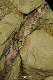 21097 - Top Rare Anomalocaridid Aegirocassis benmoulai filter feeding appendage Ordovician