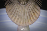 20040 - Top Quality "Flying" 1.72 Inch Platyscutellum sp Lower Devonian Trilobite