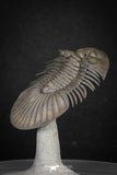 20040 - Top Quality "Flying" 1.72 Inch Platyscutellum sp Lower Devonian Trilobite