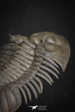 20040 - Top Quality "Flying" 1.72 Inch Platyscutellum sp Lower Devonian Trilobite