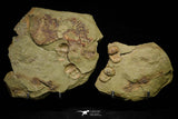 21098 - Top Rare Association 2 Nileus sp Lower Ordovician Trilobites Fezouata Fm
